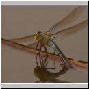 Anax imperator - Grosse Koenigslibelle w11.jpg